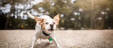 Los perros suelen ladrar por diversas condiciones relacionadas a su vida en el hogar. ¿Por qué los perros ladran descontroladamente y sin explicación?