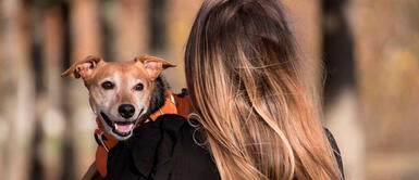 El doctor Goergy Bern es neurocientífico de la Universidad Emory en Atlanta Estudio científico descubre si el perro ama de verdad o por la comida