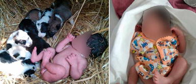 Los padres abandonaron a su hijo en una zona alejada del campo encima de un grupo de hierba Perritos salvaron la vida de una bebé, que fue abandonada