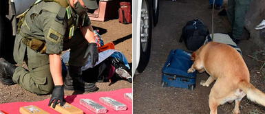 “Guly” descubrió la ilícita mercadería. Perro antidrogas detectó 84 kilos de marihuana en mochilas, maletas y bolsas de nylon