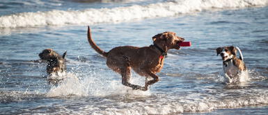 Descubre cuáles son las mejores playas para disfrutar de un paseo con tu mascota. ¿Cuáles son las 10 MEJORES PLAYAS pet friendly en Lima?