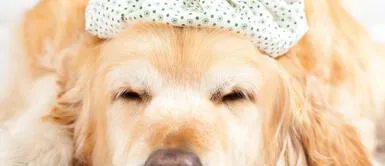 El moquillo en perros suele ser altamente preocupante por el tiempo que demora la enfermedad. ¿El collar limones cura el moquillo en los perros? Veterinario responde