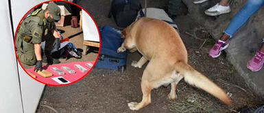 El perro ayudó a los integrantes de Criminalística y Estudios Forenses. Argentina: perro antidrogas lidera intervención detectando 84 kilos de marihuana