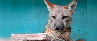 Zorrito Run Run se ha convertido en uno de los animales más queridos por grandes y chicos. Serfor desmiente muerte del zorrito Run Run tras difusiones falsas en redes sociales