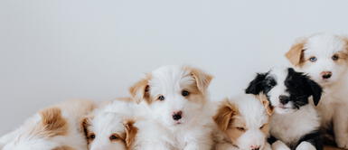 Descubre cuáles son los mejores nombres en quechua para tu perrita. ¿Qué nombres en quechua se encuentran en tendencia para las perritas?