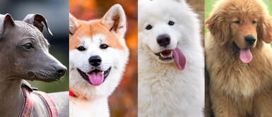 Descubre cuáles son los perros más caros en el mundo y cuáles son sus características únicas. ¿Cuáles son las razas de perros más caras de todo el mundo?