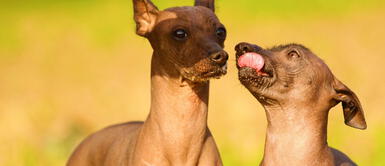Encuentra los nombres más chistosos para los perros sin pelos. 20 nombres divertidos y originales para los perros peruanos o sin pelo