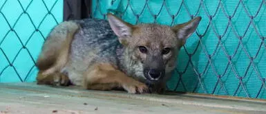 Run Run tuvo anemia por la mala alimentación que tuvo en Comas. Run Run: Serfor publica foto del zorrito andino para comprobar que aún sigue vivo