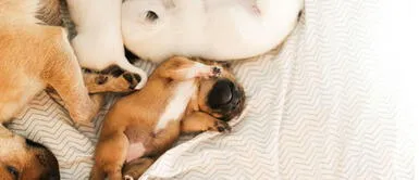 Los perritos suelen tener manchas rojas en la panza por un problema previo relacionado a su cuidado. ¿Sabes por qué aparecen círculos rojos en la panza de tu perro?