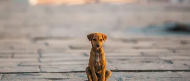 Realiza un aviso de emergencia efectivo con todos los datos necesarios. ¿Cómo realizar el mejor cartel de búsqueda para un perro perdido?