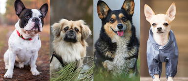 Conoce cuáles son las razas de perros pequeños más famosos por su hermosura. ¿Cuáles son las 5 razas de perros pequeños más deseados en el mundo?