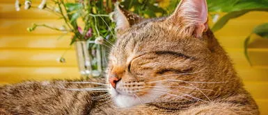 Elige el nombre perfecto en quechua para tu mascota. ¿Cuáles son los nombres para gatos en quechua que serán tendencia?