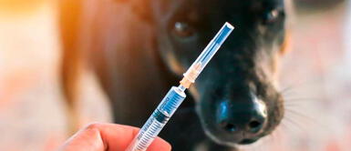 Tres leones, tres tigres, tres pumas y un orangután recibieron su primera dosis contra el coronavirus Chile es el primer país en vacunar a animales contra la COVID-19 en Latinoamérica | VIDEO