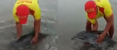 No es el primer animal marino que queda varado por los cúmulos de arena en las orillas de nuestras playas. Lurín: policía salvó a delfín bebé varado en la orilla del mar