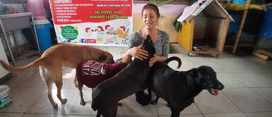 Proponen SOAT para mascotas. Presentan proyecto de ley para que el SOAT cubra accidentes de animales domésticos