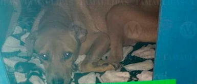 El perrito Roy padece de erliquiosis, que es una enfermedad bacteriana Es un héroe de cuatro patas: perrito vende tamales para pagar sus tratamientos | FOTO