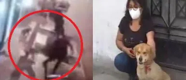 Propietaria de los dos perros se siente muy agradecida por sus grandes defensores. Mascotas salvaron a dueña de ser asaltada en la puerta de su casa: "Ellos me defendieron"