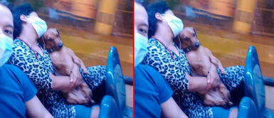 El can está sentado en las piernas de su dueña. Perrito acompaña a su dueña, que duerme plácidamente en una combi | FOTO