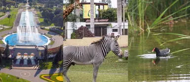 Municipalidad de Lima anuncia ingreso gratuito este 18 de enero. Parque de las Leyendas y Circuito Mágico del Agua tendrán ingreso gratuito hoy 18 de enero