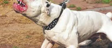 Perros matan a niño de 5 años. 30 perros matan a niño de 5 años y deja a su hermana con graves lesiones