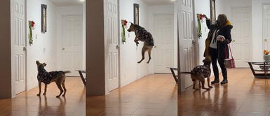 Perrito se vuelve viral en TikTok tras saludar a su dueña de una peculiar manera. TikTok: perrito se viraliza tras curiosa forma de recibir a su dueña