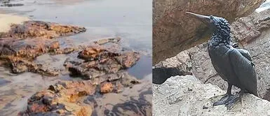 Fiscalía investiga a refinería La Pampilla por el presunto delito de contaminación ambiental Fiscalía investiga a refinería La Pampilla por el presunto delito de contaminación ambiental