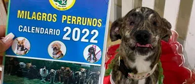 Milagros Perrunos necesita apoyo para solventar gastos de alimentos, medicinas y otras necesidades de los 120 animales que alberga. Foto: Instagram Albergue de perritos con discapacidad busca apoyo para vender sus calendarios 2022
