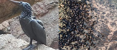 Derrame de petróleo en Ventanilla: Indecopi sugiere exigir indemnización a Repsol Repsol sobre derrame de petróleo en Ventanilla: “Nosotros no ocasionamos el desastre ecológico”