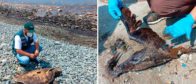 Tras el derrame de petróleo decenas de animales han muerto. Derrame de petróleo de Repsol: Serfor recomienda no manipular a las aves afectadas