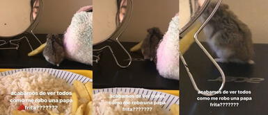 Pequeño hámster se vuelve viral en TikTok tras robarle una papita a su dueña. TikTok: Hámster se vuelve viral tras robarle la comida a su dueña