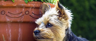 Algunas plantas pueden generar daños fuertes en la salud de las mascotas. ¿Cuáles son las plantas más peligrosas para los perros y gatos? La número 4 podría matarlo