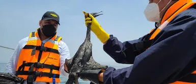 Animales muertos a causa del derrame de petróleo de Repsol. Fotos: Sernanp Fotos de la tragedia: Conoce los animales afectados por el derrame de petróleo en Ventanilla