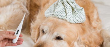 Existen muchas razones para que los perros tiemblen, por eso es importante conocer cómo ayudarlos. ¿No sabes por qué tu perro tiembla y cómo puedes ayudarlo?