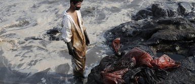 Colegio Médico Veterinario advierte transmisión de enfermedad tras derrame de petróleo en mar peruano Colegio Médico Veterinario advierte transmisión de enfermedad tras derrame de petróleo en mar peruano