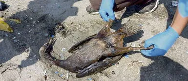 Rescate de animales continúa en las playas afectadas por el derrame de petróleo Derrame de petróleo Ventanilla: rescate de animales continúa en playas afectadas