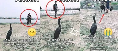 Tras el derrame de petróleo son cientos los animales marinos los afectados. Viral TikTok: Pareja muestra indiferencia ante ave llena de petróleo que pedía ayuda en Ancón