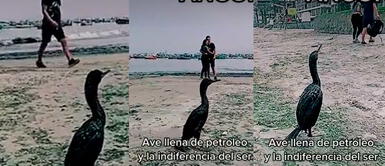Derrame de petróleo de Repsol ha perjudicado al ecosistema marino y a miles de familias peruanas Ave llena de petróleo pide ayuda y pareja la ignora por tomarse foto | VIDEO