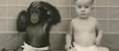 Experimento de bebé con chimpancé termina mal. Experimento de criar a un bebé con un chimpancé tiene impactante final