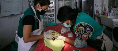 Ventanilla: Parque de las Leyendas atiende a aves marinas rescatadas de derrame de petróleo Parque de las Leyendas necesita de nuestro apoyo para atender animales rescatados tras derrame de petróleo