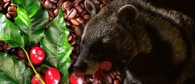 El café más caro del mundo podría provocar la siguiente pandemia El café más caro del mundo podría provocar la siguiente pandemia