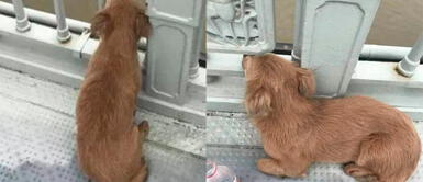 Perrito en China espera todos los días a su dueño fallecido Perrito regresa todos los días al puente donde vio saltar a su dueño