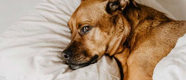 . Los animales generan fuerte lazos con los humanos. Perros: sepa cuáles son las señales que advierten que tu mascota va a fallecer