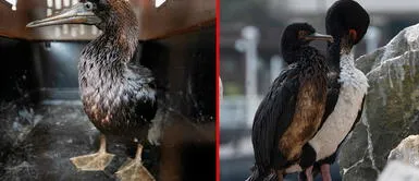 Médicos siguen rescatando y rehabilitando a los ejemplares dañados. ¿Cómo ayudar a los animales afectados por el derrame de petróleo?