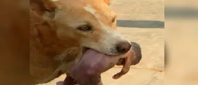 Perrito socorrió a un bebé recién nacido en Brasil. Perro rescata a un bebé recién nacido abandonado en el basurero por su madre