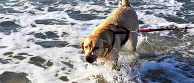 Una misteriosa enfermedad empezó a propagarse en las costas de Reino Unido. Misterioso virus se propaga y ataca con rapidez entre los perros