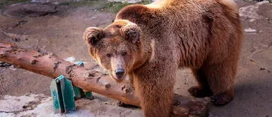 La niña tiene heridas, ya que cayó de una altura de 5 metros. Las autoridades tienen detenida a su madre Uzbekistán: madre tira a su niña de tres años a una jaula de osos