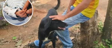 El perrito le salvó la vida al bebé recién nacido luego de percatarse de su presencia. Perro rescata a bebé recién nacido que fue enterrado vivo en Tailandia
