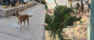 Perrito sería el segundo caso de maltrato animal en plena pandemia. Perrito fue arrojado del sexto piso tras partido de Perú vs. Colombia