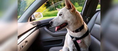 Conoce dónde puedes realizar el trámite para el viaje de tus mascotas. ¿Quieres viajar al extranjero con tu mascota? Aquí te contamos cómo hacerlo