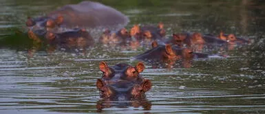 Hipopótamos de Pablo Escobar se reproducen y generan alarma en Colombia. Colombia incluirá a los hipopótamos de Pablo Escobar en lista de especies invasoras